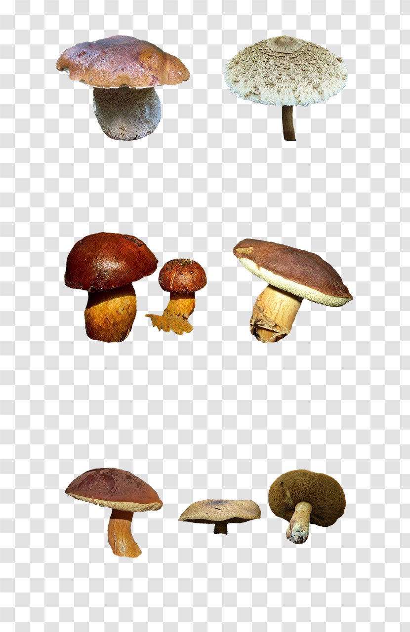 Edible Mushroom Common Fungus Shiitake Transparent PNG