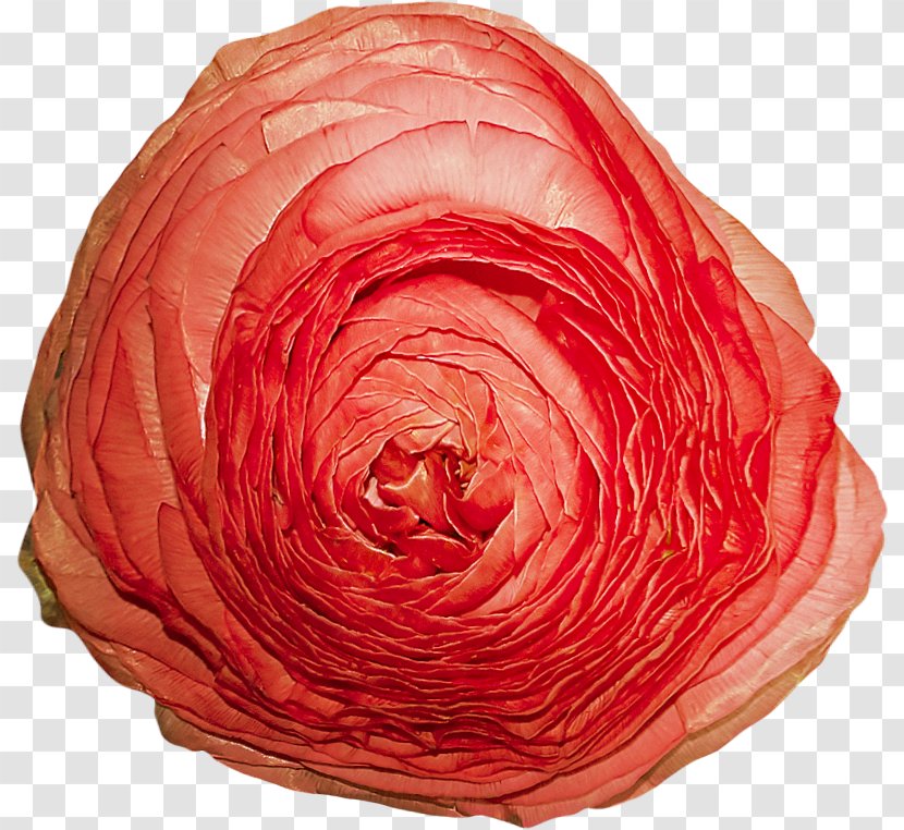 Cut Flowers Garden Roses Petal - Heart - Flower Transparent PNG