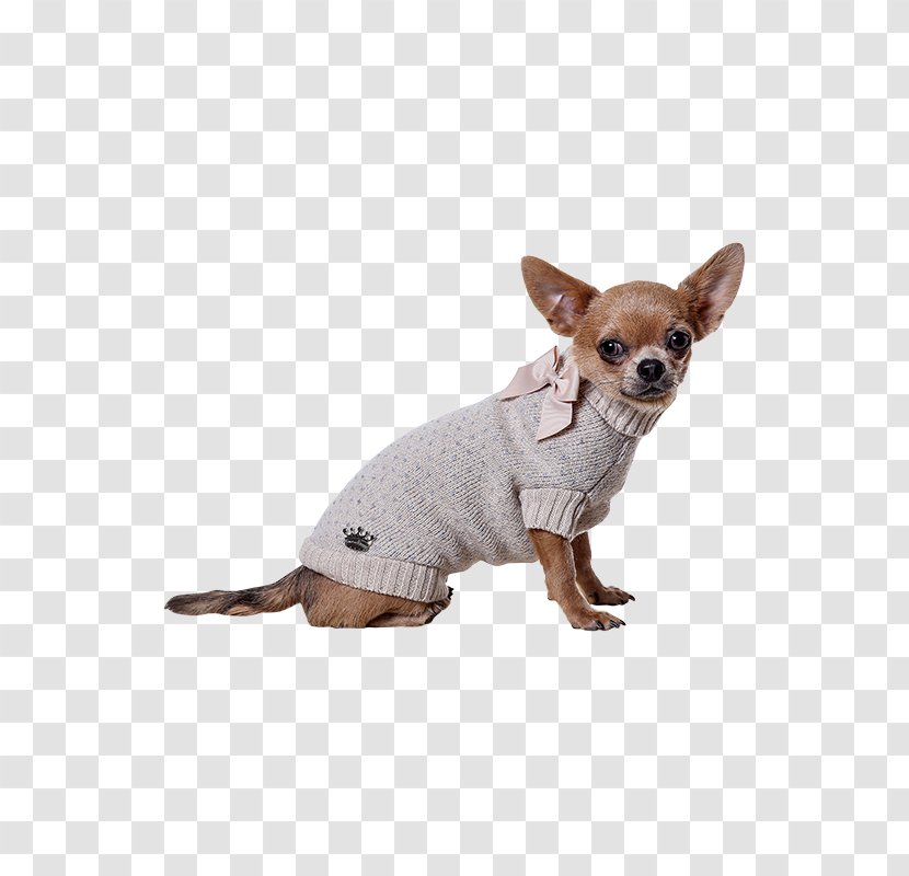 Dog Breed Chihuahua Russkiy Toy Puppy Companion Transparent PNG