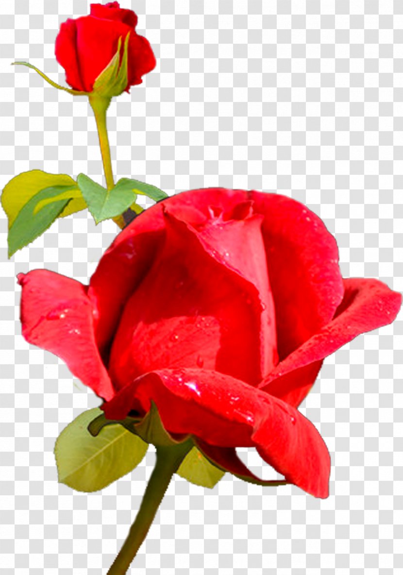 Garden Roses Centifolia Cut Flowers Rosaceae - China Rose Transparent PNG