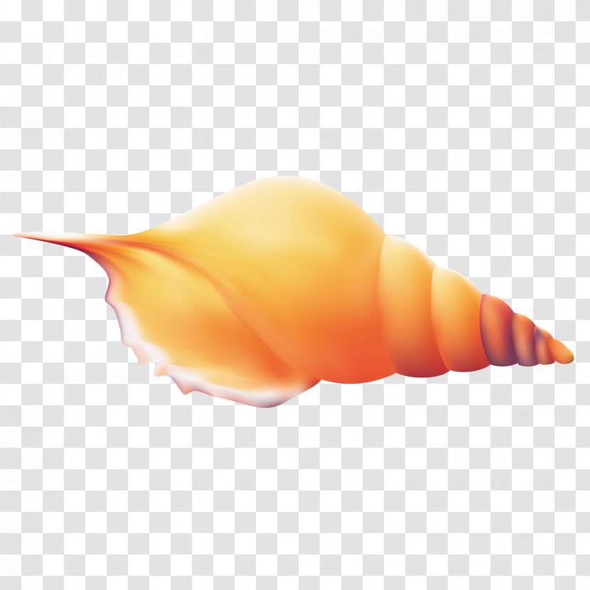 Conch Seashell - Petal - Exquisite Transparent PNG