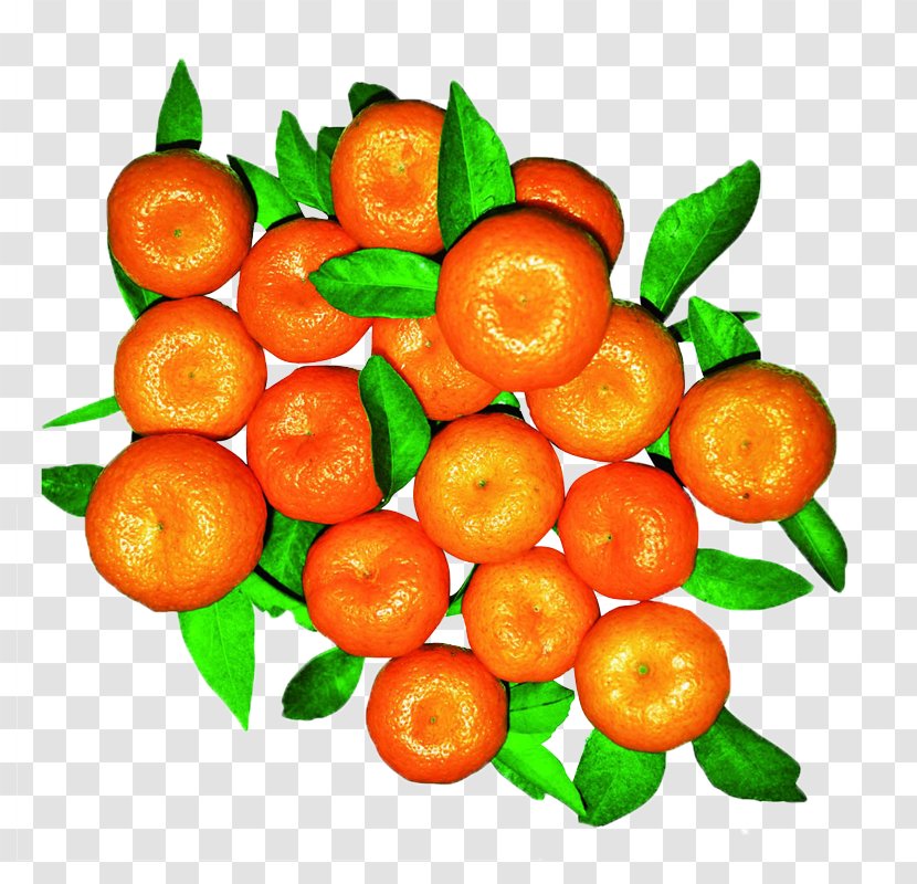 Mandarin Orange Citrus Leiocarpa Tangerine Fruit - Diet Food - Sand Candy Picture Transparent PNG