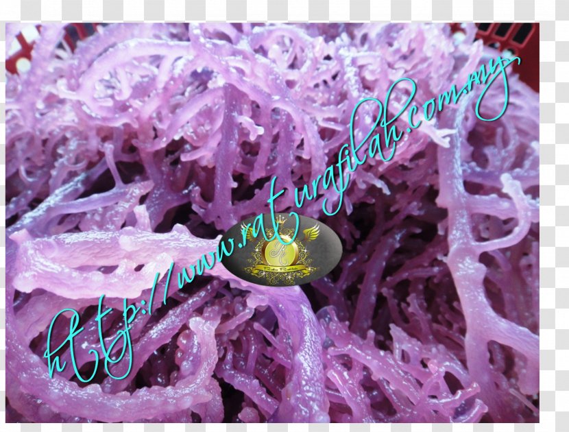 Organism - Violet - Seaweeds Transparent PNG
