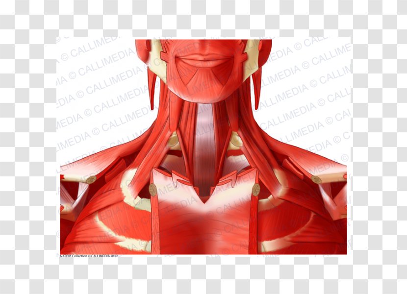 Anterior Triangle Of The Neck Deltoid Muscle Head And Anatomy - Frame Transparent PNG