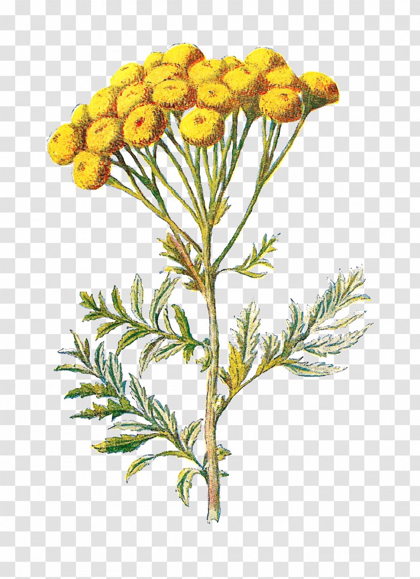 Familiar Wild Flowers Tansy Wildflower Clip Art - Illustration Transparent PNG