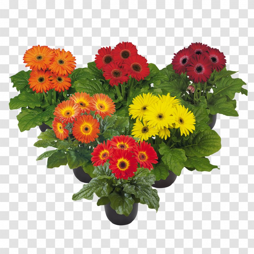 Transvaal Daisy Cut Flowers Floral Design Flower Bouquet - Midi Transparent PNG
