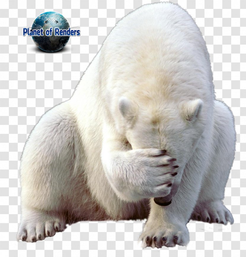 Polar Bear Walrus Regions Of Earth - Earless Seal Transparent PNG