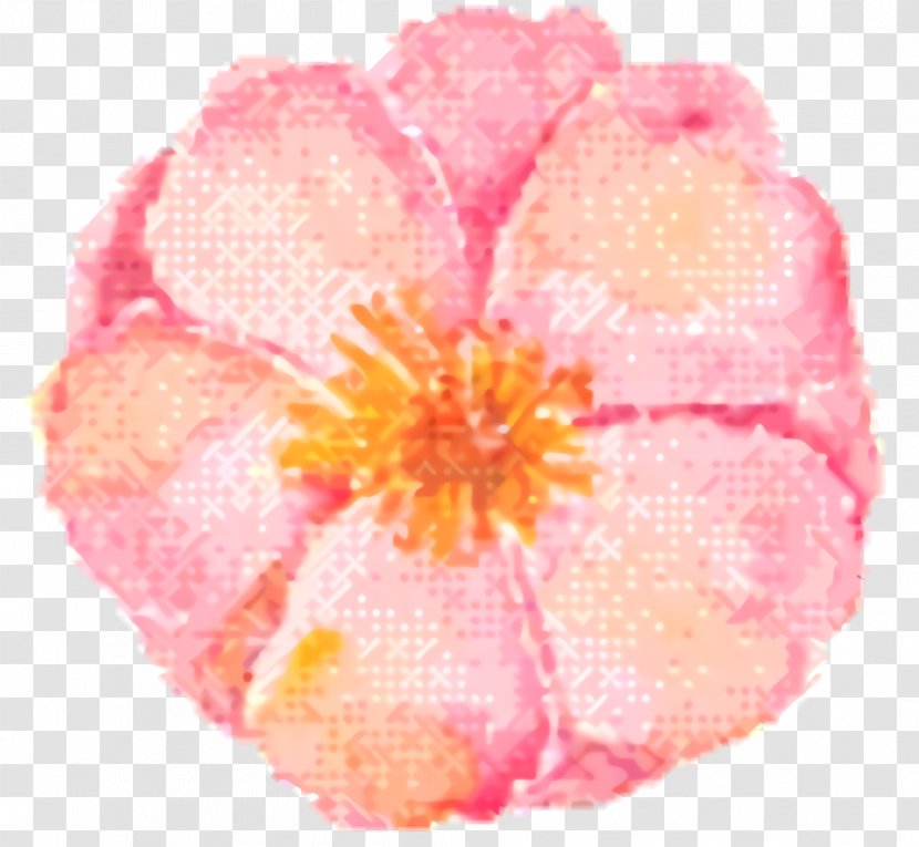 Pink Flower Cartoon - Begonia - Perennial Plant Transparent PNG