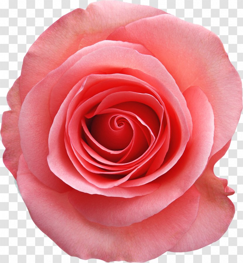 Rose Pink White Stock Photography - Flower Transparent PNG