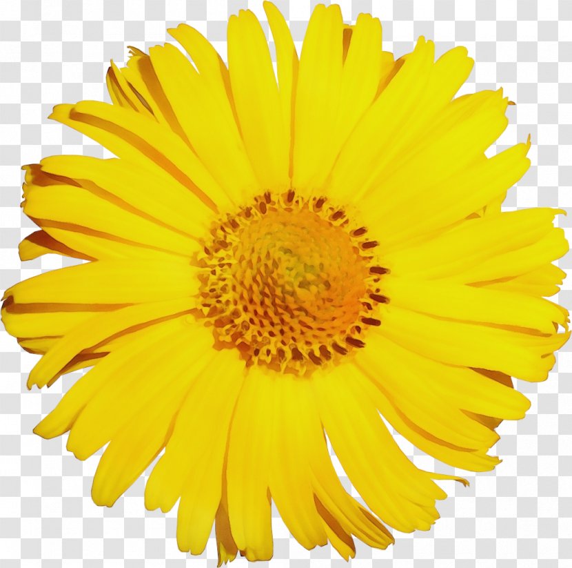 Marigold Flower - English - Perennial Plant Wildflower Transparent PNG