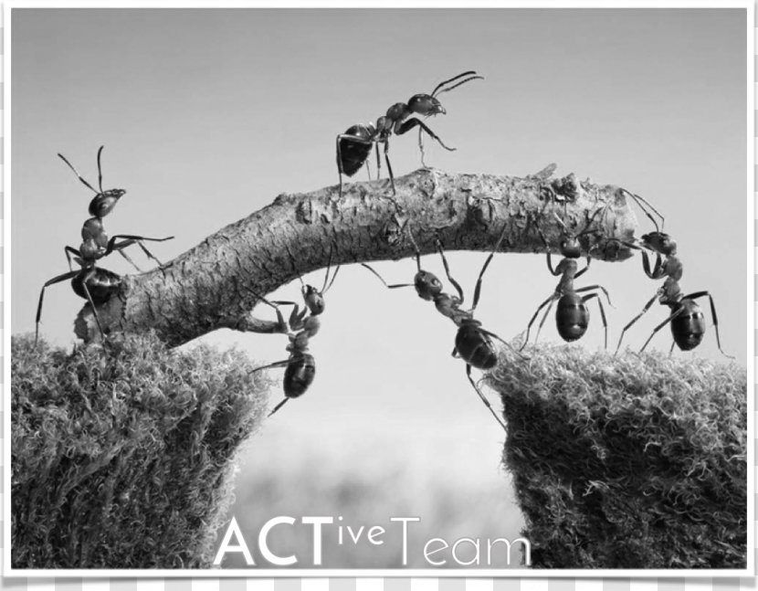 Leadership Organization Management Teamwork Motivation - Tree - Ants Transparent PNG