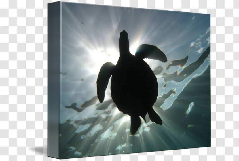 Duck Penguin Fauna Silhouette - Beak Transparent PNG