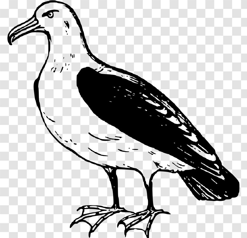 Bird Albatross Clip Art - Monochrome Transparent PNG