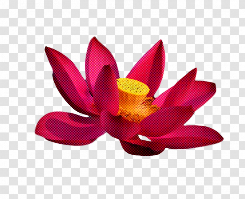 Sacred Lotus Nelumbonaceae Petal Flower Magenta Telekom Transparent PNG