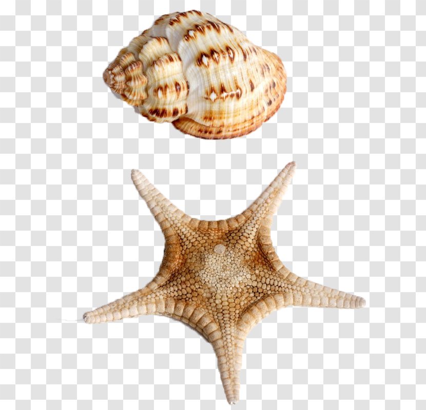 Starfish Seashell Sea Snail Conch - Conchology - Sealless Material Transparent PNG