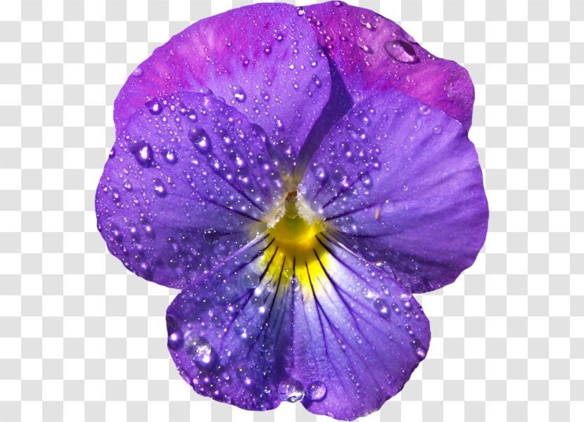 Violet Flower Pansy Purple Clip Art - Petal - Dew Transparent PNG