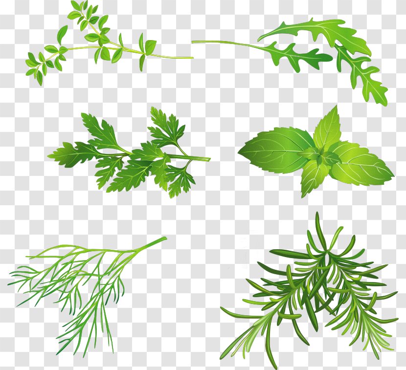 Herb Mints Coriander Basil Peppermint - Herbal - Plant Transparent PNG