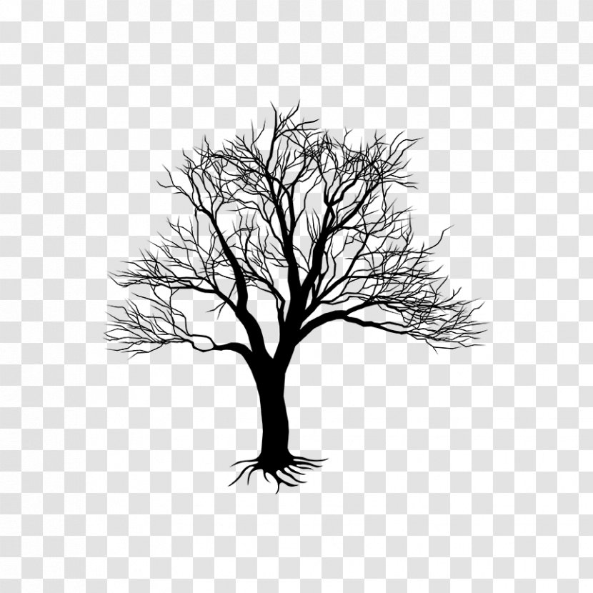 Tree Branch Woody Plant Twig - Drawing Grass Transparent PNG