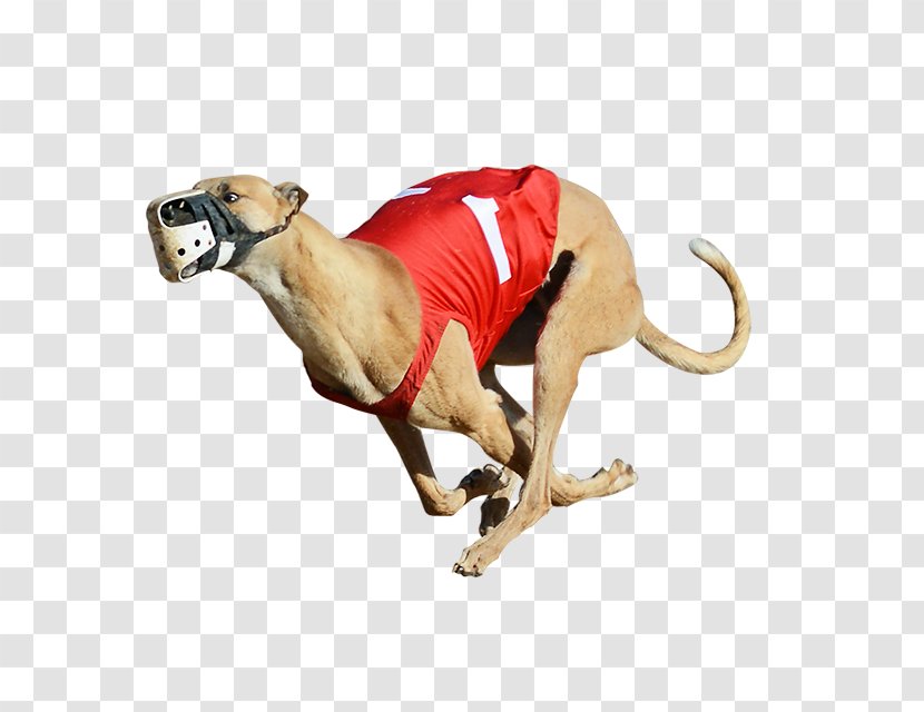 Derby Lane Greyhound Track Racing Lines 2017 English - Muzzle - Rescue Dog Transparent PNG
