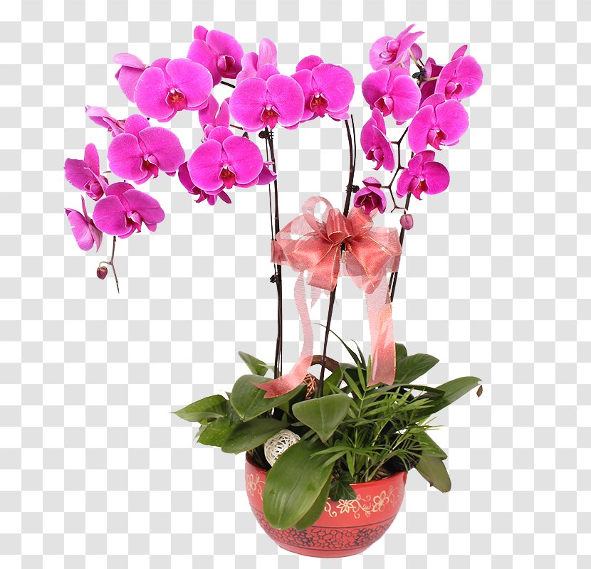 Moth Orchids Vase Flower Transparent PNG