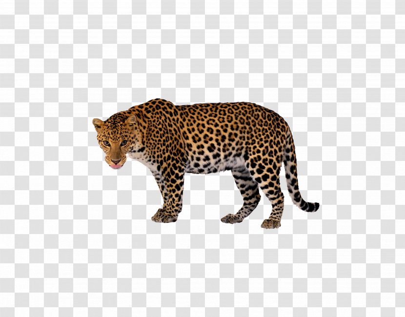 Leopard Tiger Black Panther Clip Art - Terrestrial Animal Transparent PNG