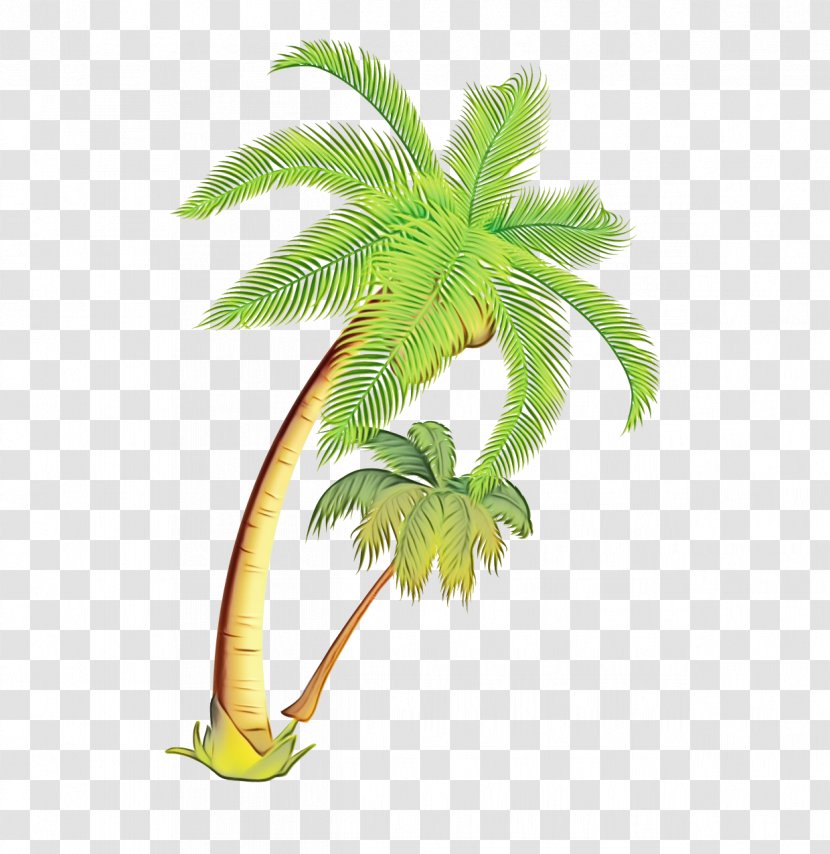Vector Graphics Coconut Clip Art Image - Palm Trees - Elaeis Transparent PNG