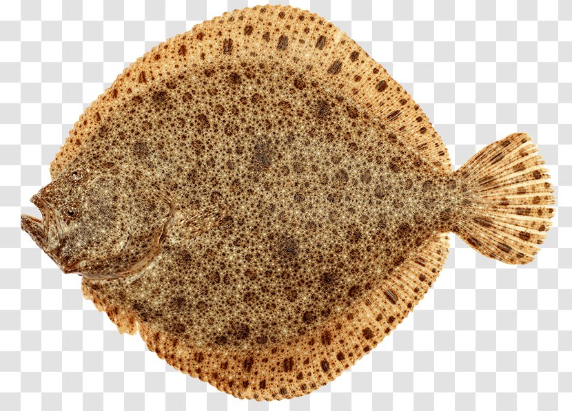 Arabind FRESH Fried Fish Turbot Greenland Halibut Transparent PNG