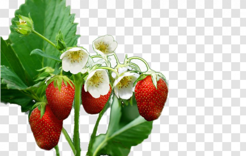Strawberry Fruit Blossom Wallpaper - Free Flowering Tree To Pull Material Transparent PNG