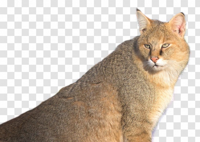 Chausie Whiskers Cougar - Wildcat - Jungle Cat Transparent PNG