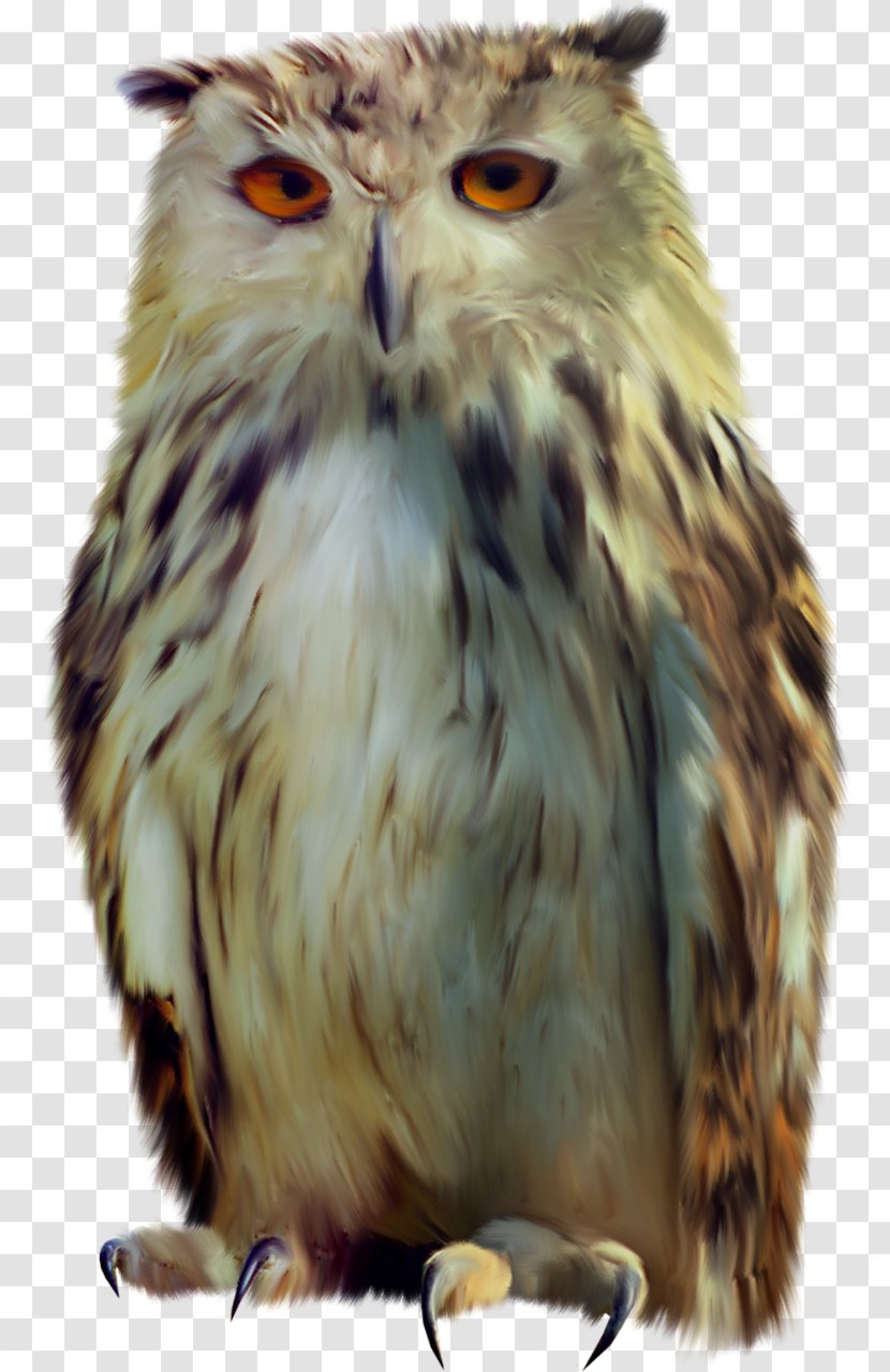 Owl Bird Clip Art - Snout Transparent PNG