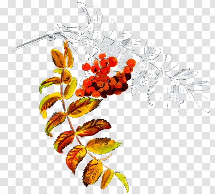 Fruit Leaf Clip Art Plant Stem Design - Baies De Sorbier Transparent PNG