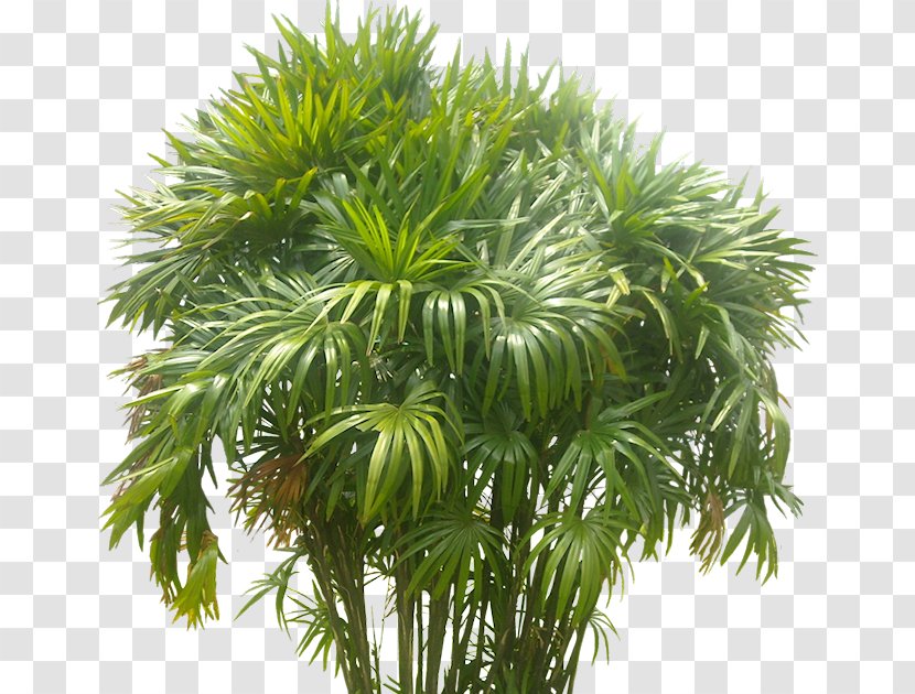 Arecaceae Plant Areca Palm Tree - Borassus Flabellifer Transparent PNG