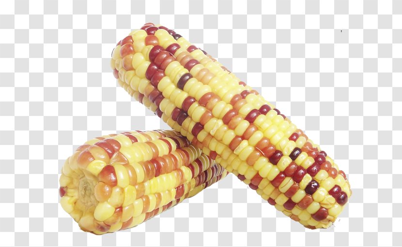 Waxy Corn On The Cob Kernel Sweet Food - Of Different Color Transparent PNG