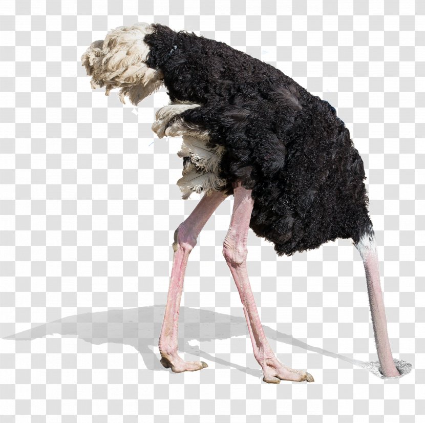 Common Ostrich Stock Photography Royalty-free Bird - Cartoon - Digging Transparent PNG