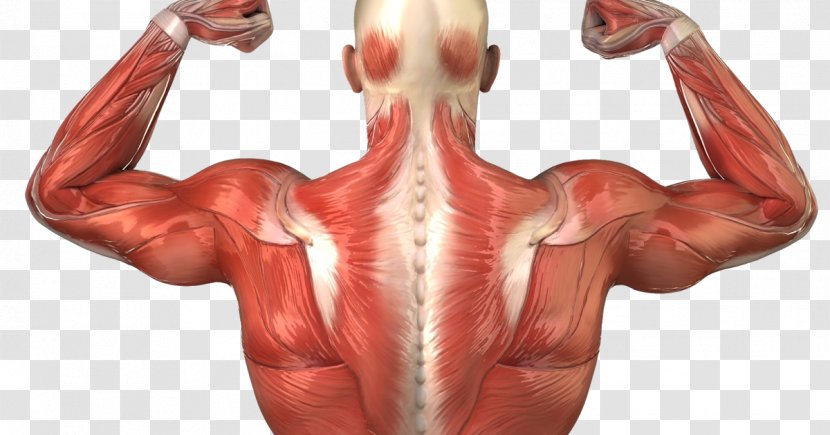 Human Body Back Anatomy Muscle Muscular System - Tree Transparent PNG