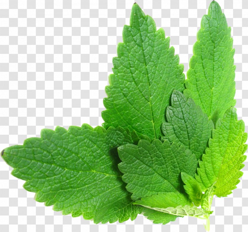 Tea Lemon Balm Herb Mint - Herbs Transparent PNG