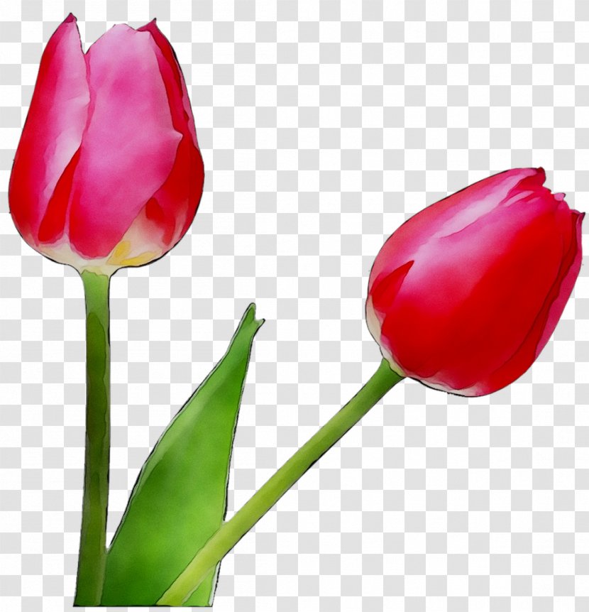 Clip Art Tulip Lily Flower - Plant Stem - Publication Transparent PNG