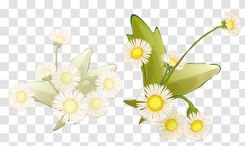 Picture Frame Flower Drawing Clip Art - Daisy - Vector Floral Flowers Transparent PNG
