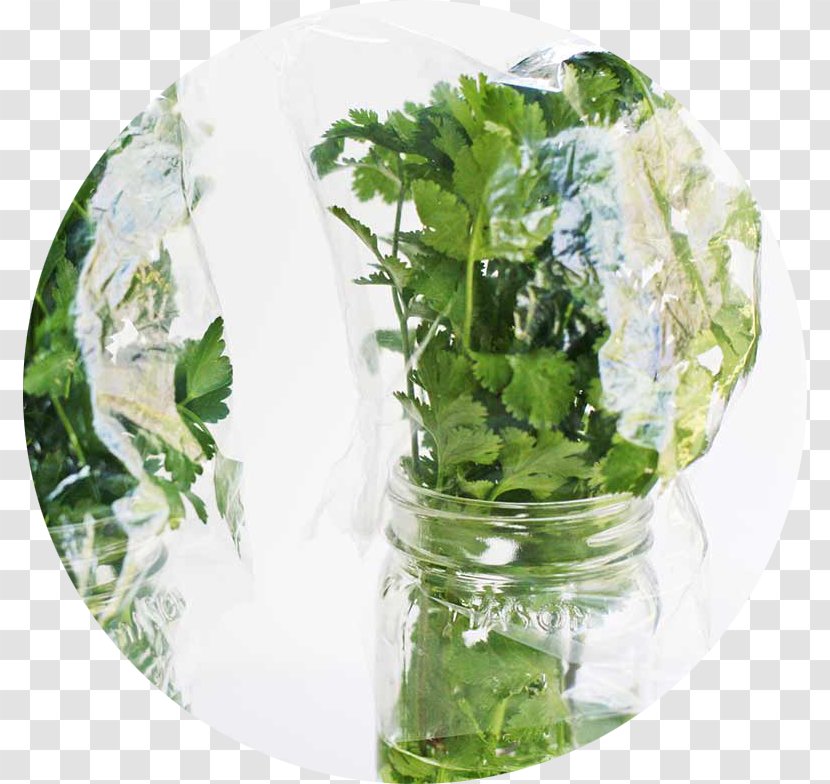 Salsa Coriander Parsley Herb - Glass Transparent PNG