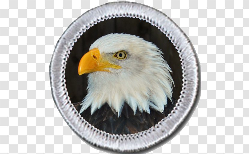 Merit Badge Boy Scouts Of America Cub Scouting Eagle Scout - Award Transparent PNG