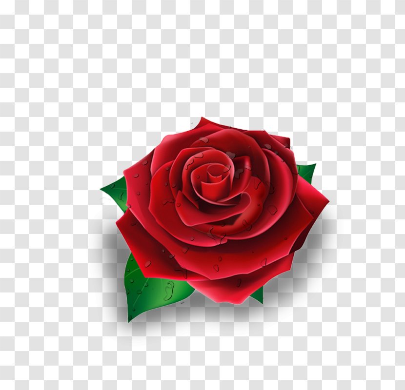Rose Red - Garden Roses Transparent PNG