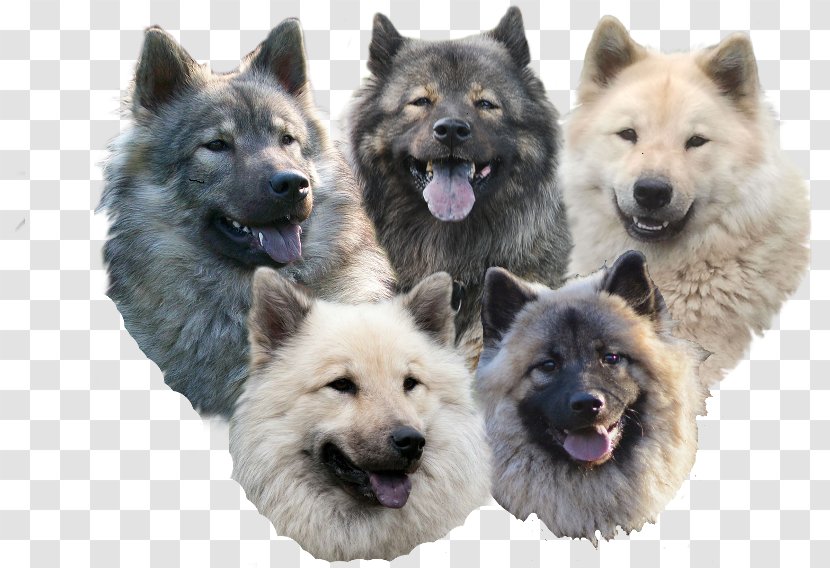 Eurasier German Spitz Norwegian Elkhound Dog Breed Shiloh Shepherd - Wolfdog - Welpen Transparent PNG