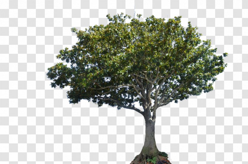 Tree Canopy DeviantArt Bay Laurel - Stock Photography Transparent PNG