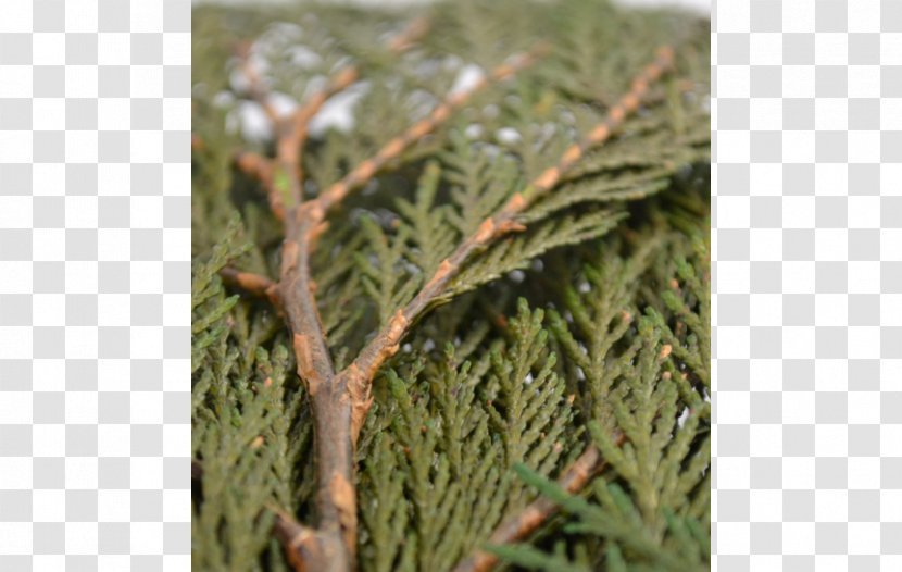 Pine Family Evergreen - Thuja Transparent PNG