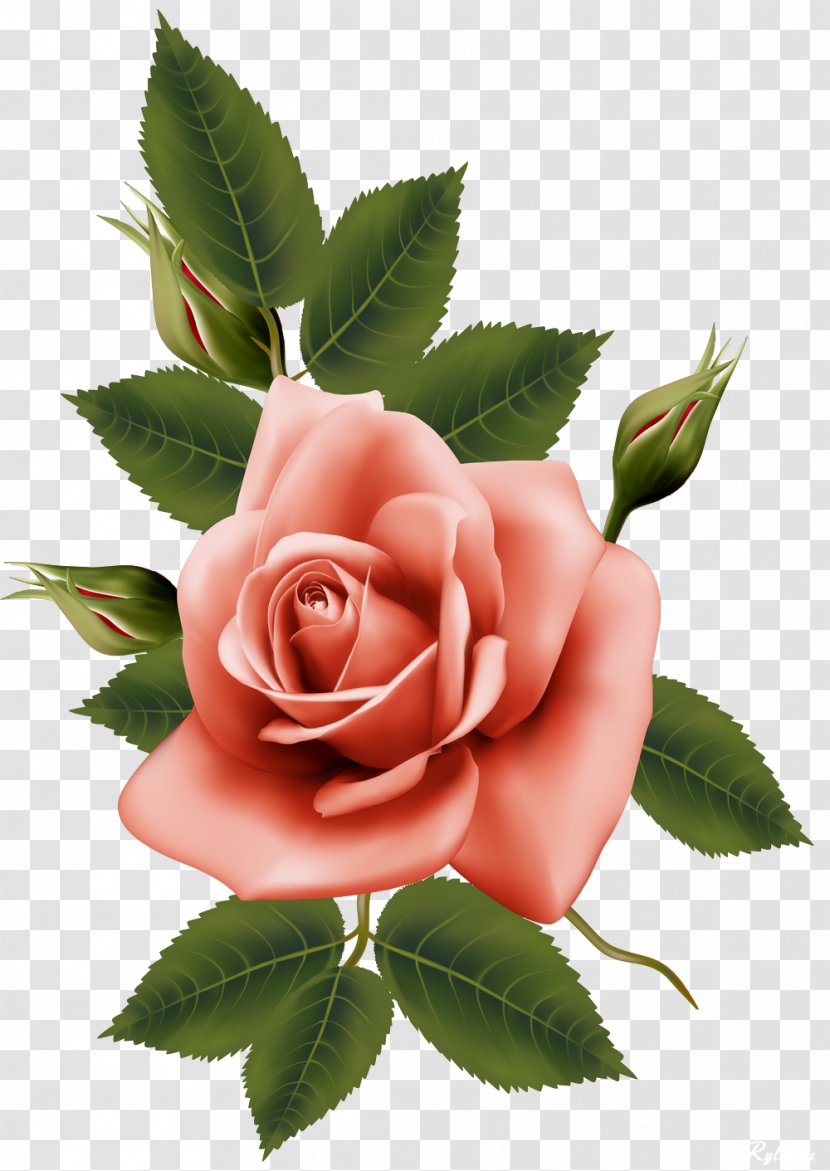 Garden Roses Centifolia Flower - Flowering Plant - Beautiful Transparent PNG