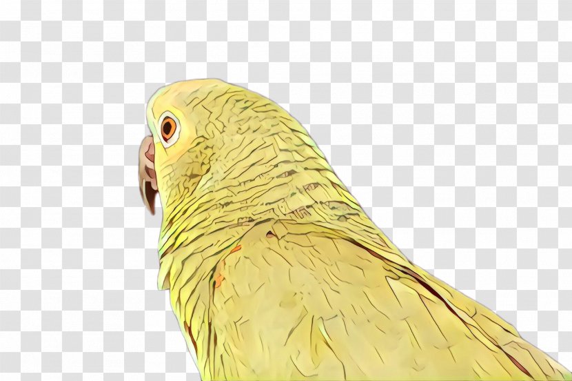 Feather - Bird - Budgie Transparent PNG