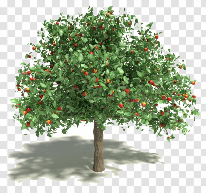 Apple Fruit Tree 3D Modeling Computer Graphics - Evergreen - Pomegranate Transparent PNG