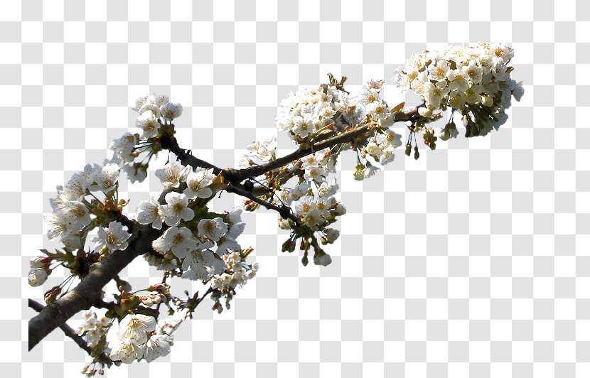 Cherry Blossom ST.AU.150 MIN.V.UNC.NR AD - Branch Transparent PNG