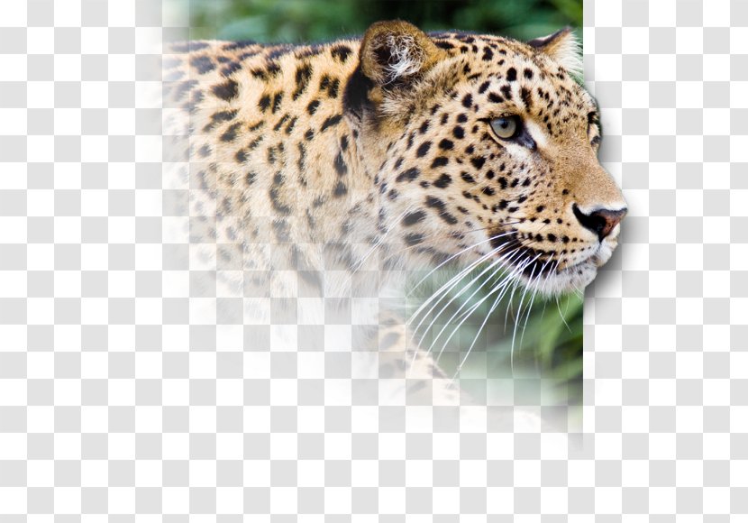 Snow Leopard Jaguar Cheetah Horse - Always Persist Firmly In Transparent PNG