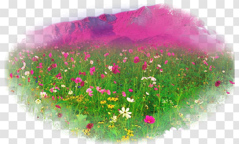Desktop Wallpaper Flower - Widescreen Transparent PNG